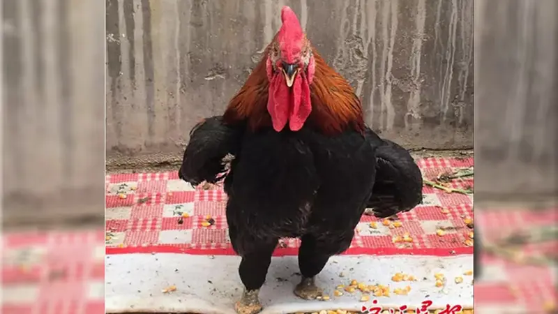 Meski Cacat Kaki, Ayam Gagah Ini Malah Terlihat Kece