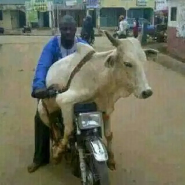 6 Potret Orang Bawa Sapi Pakai Motor Ini Bikin Was-Was Lihatnya