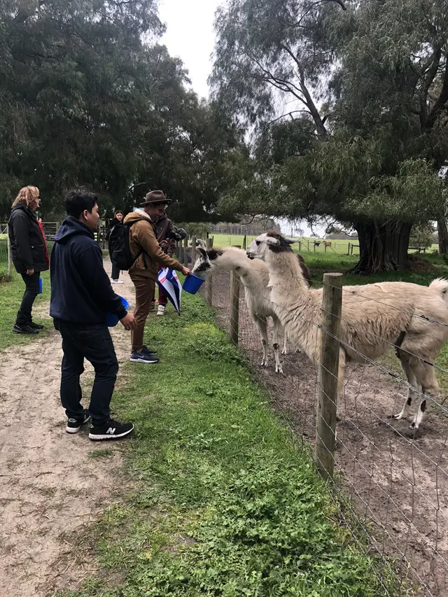 Memberi Makan Llama di Peternakan Australia