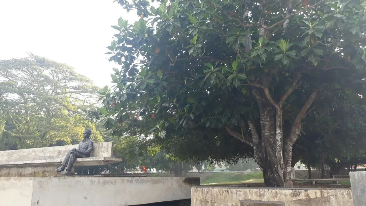 Pohon sukun tempat primadona Presiden Pertama RI Sukarno saat diasingkan di Ende, Flores, NTT. (Liputan6.com/Ilyas Istianur Praditya)