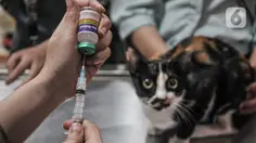 Vaksinasi hingga Sterilisasi, Ini Layanan Mobil Klinik Hewan Keliling Jakarta