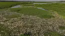 Pada hari Rabu, hamparan bangkai ikan yang mengambang menutupi jalur air, mengotori aliran sungai. (AP Photo/Andre Penner)