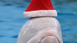 Seekor Paus Beluga mengenakan topi Natal saat aksi menyambut Natal di Hakkeijima Sea Paradise di Yokohama, Jepang (12/12/2015). Kegiatan Natal di Hakkeijima Sea Paradise akan berjalan sampai tanggal 25 Desember (AFP PHOTO / Toshifumi Kitamura)