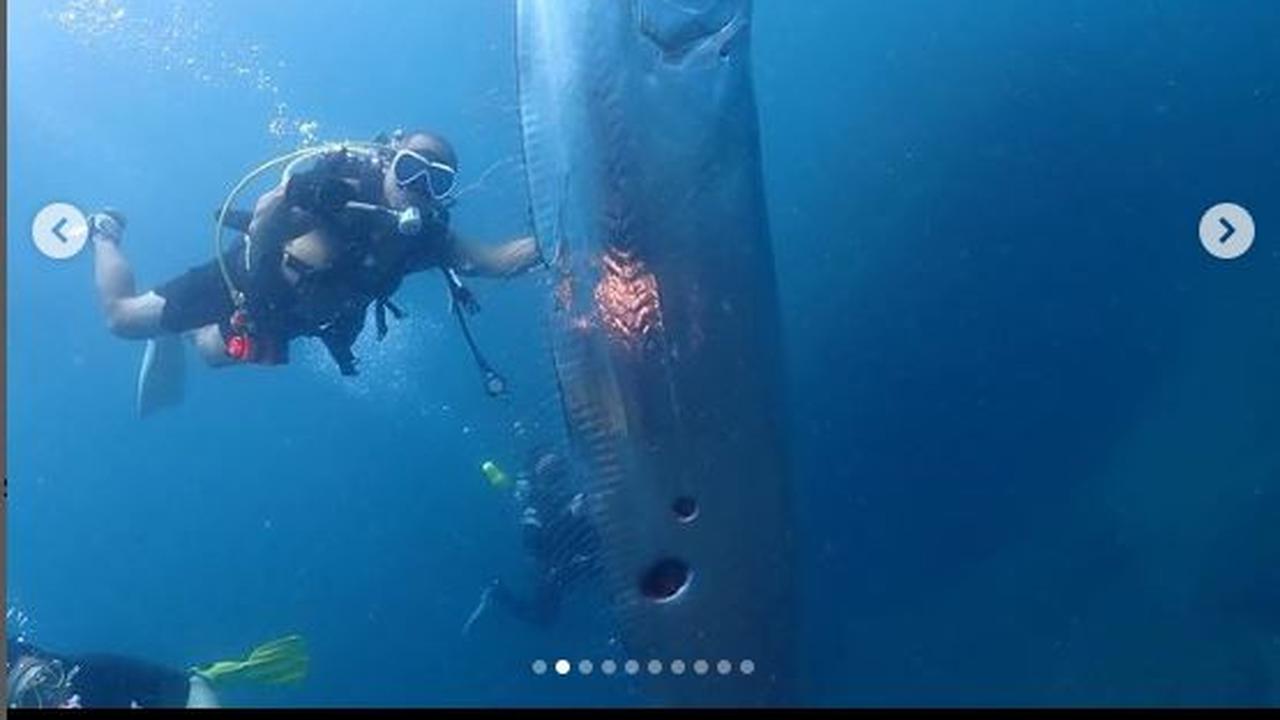 Ikan langka bernama Oarfish ditemukan di laut lepas Taiwan. Kemunculan ikan raksasa berbentuk ular pipih itu diunggah instruktur selam Wang Cheng-Ru di akun Instagram pribadinyanya pada Juni 2023 lalu.