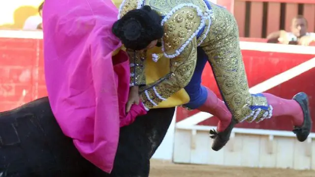 Sang matador terluka setelah diseruduk di bagian selangkangan.