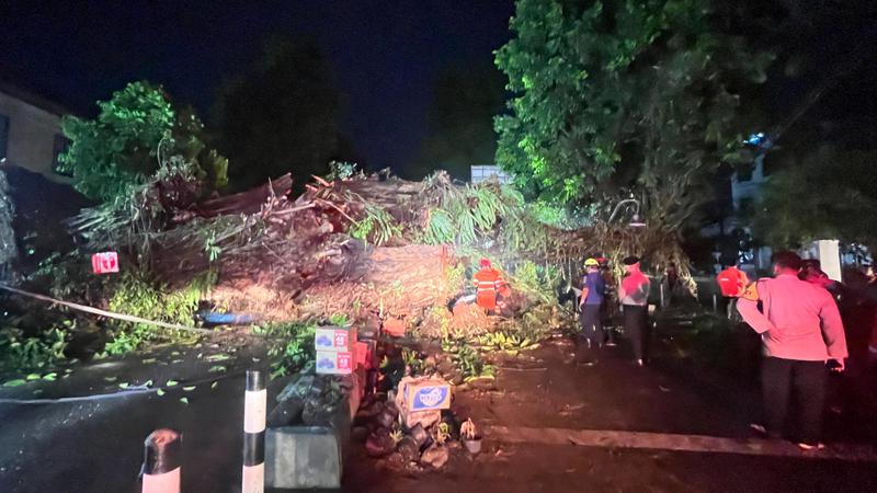 Penampakan Pohon Beringin Besar di Kota Bogor Tumbang dan Tutupi Jalan - Regional Liputan6.com