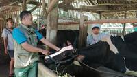 Tim kesehatan hewan menyuntikkan vaksin Penyakit Mulut dan Kuku ke sapi perah milik peternak di Ngantang, Malang. Untuk tahap pertama telah didistribusikan sebanyak 500 dosis vaksin PMK&nbsp;pada Rabu, 22 Juni 2022 (Foto : KUD Sumber Makmur Ngantang)&nbsp;