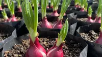 Panduan Lengkap Menanam Bawang Merah dalam Polybag di Rumah, Bisa Hemat Duit