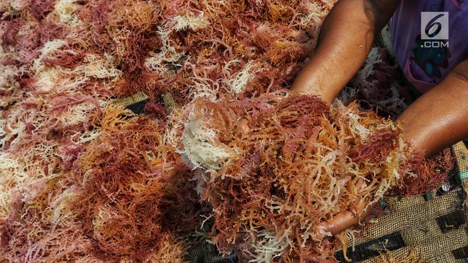Warga tengah memilah rumput laut di Kawasan Pulau Panggang, Kepulauan Seribu, Jakarta, Rabu (18/9/2019). Hasil laut tersebut dijual dengan harga Rp7000 per kilogram untuk memenuhi kebutuhan rumah tangga sehari-hari yang rata-rata mata pencahariannya adalah Nelayan. (Liputan6.com/Johan Tallo)