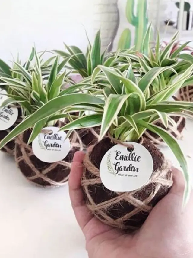 Nelza Yesaya Sukses Berkat Kokedama