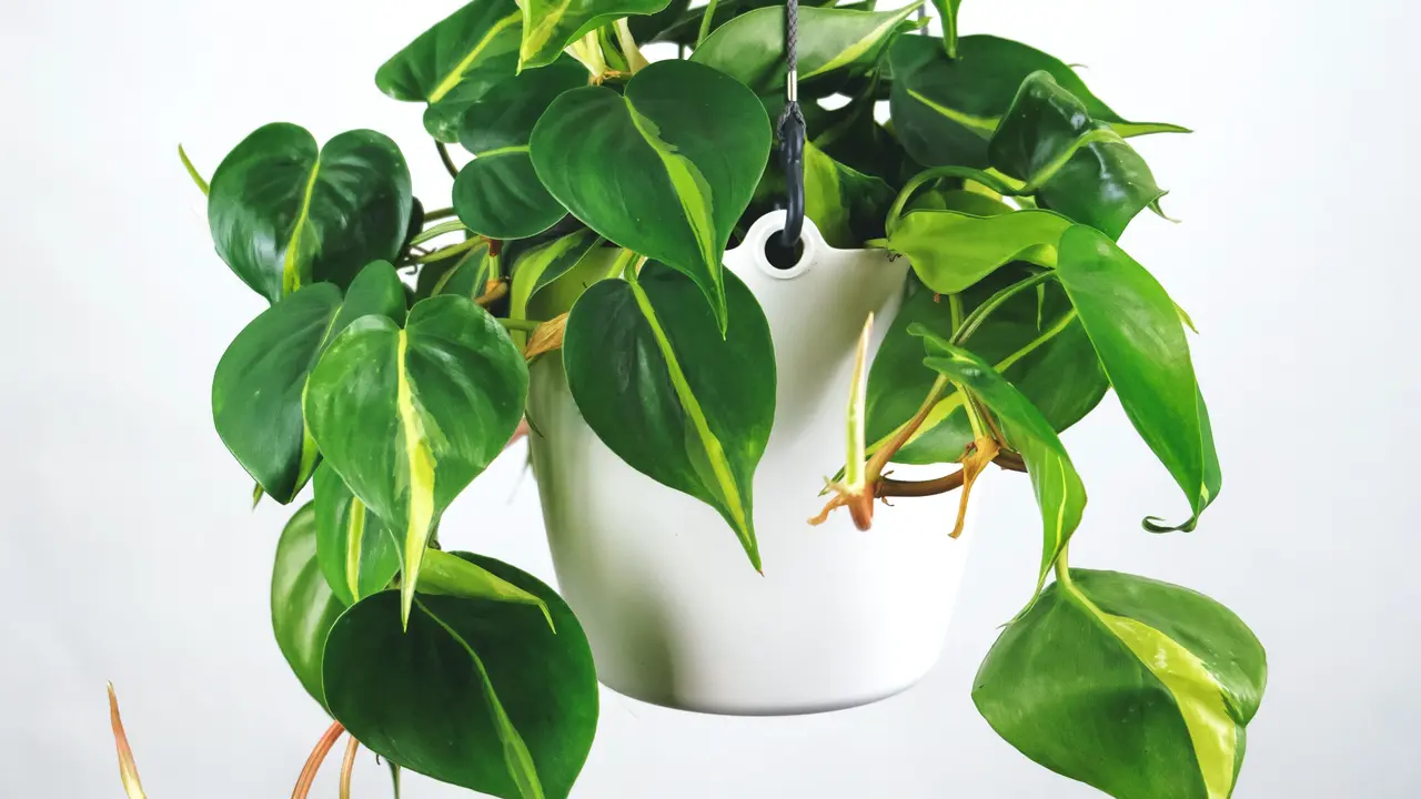 15 Jenis Philodendron yang Cocok untuk Tanaman Hias, Percantik Halaman Rumah