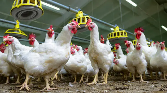 Ilustrasi ayam