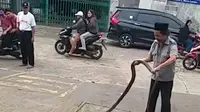 Engkong Cobra bersama king cobra 3 meter yang ditangkap di Padurenan, Mustikajaya Bekasi.(Liputan6.com/Bam Sinulingga)

 