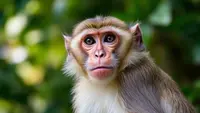 5 Fakta tentang Monkey Malaria, Penyakit Zoonotik yang Kasusnya Ada di Indonesia