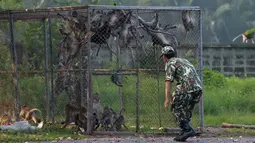 Petugas satwa mendekati kandang monyet ekor panjang di sebuah desa, Bangkok, Thailand, (21/9/2015). Pemerintah Thailand merelokasi kera ekor panjang untuk mengurangi konflik dengan masyarakat setempat. (REUTERS/Chaiwat Subprasom)