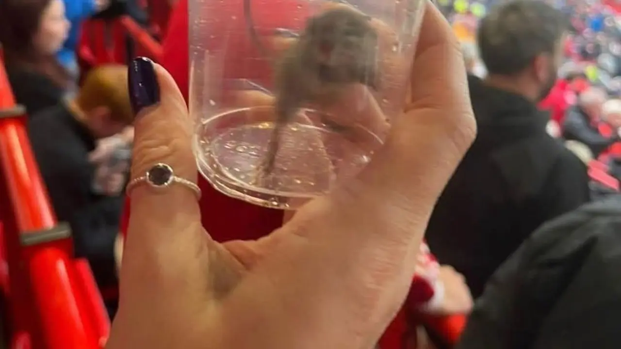 Tikus Old Trafford