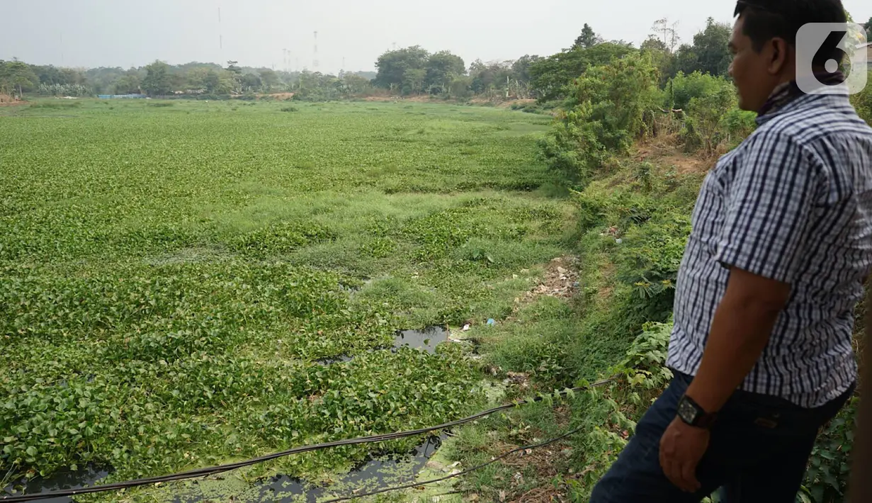 Warga melihat Setu Pengarengan yang dipenuhi eceng gondok di kawasan Depok, Jawa Barat, Selasa (8/10/2019). Tidak kunjung dibersihkan menjadi penyebab seluruh permukaan setu tersebut dipenuhi tanaman eceng gondok. (Liputan6.com/Immanuel Antonius)