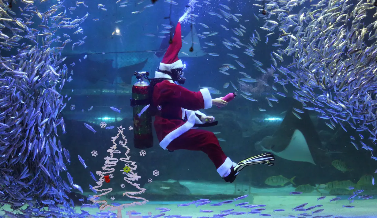 Seorang penyelam yang mengenakan kostum sinterklas tampil di antara kawanan ikan sarden di Coex Aquarium, Seoul, Selasa (18/12). Coex Aquarium merupakan dunia laut yang terbesar di Korea Selatan dan rumah bagi 40.000 makhluk laut (AP Photo/Ahn Young-joon)
