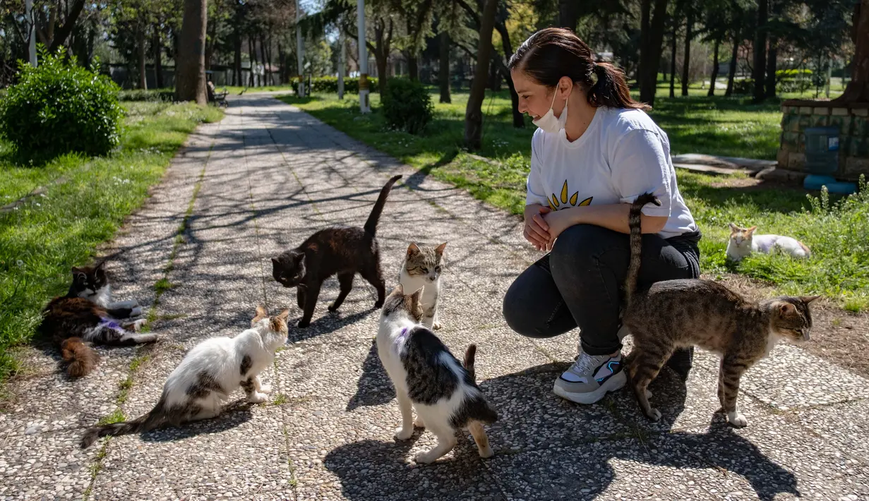 Bahar Cetinkaya, seorang staf Kota Kadikoy, merawat kawanan kucing liar di Istanbul, Turki, pada 18 April 2020. Bahar Cetinkaya dan tiga orang timnya menyusuri jalan di Istanbul dengan mobil membawa makanan kering untuk hewan seiring lockdown di kota tersebut akibat COVID-19. (Xinhua/Yasin Akgul)
