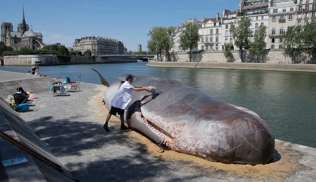 Tim seniman Belgia menuangkan air pada patung  ikan paus besar yang ditampilkan di sepanjang Sungai Seine di Paris, Prancis, (21/7). Kehadiran paus besar ini menjadi pusat perhatian turis dan warga Paris. (AP Photo / Michel Euler)