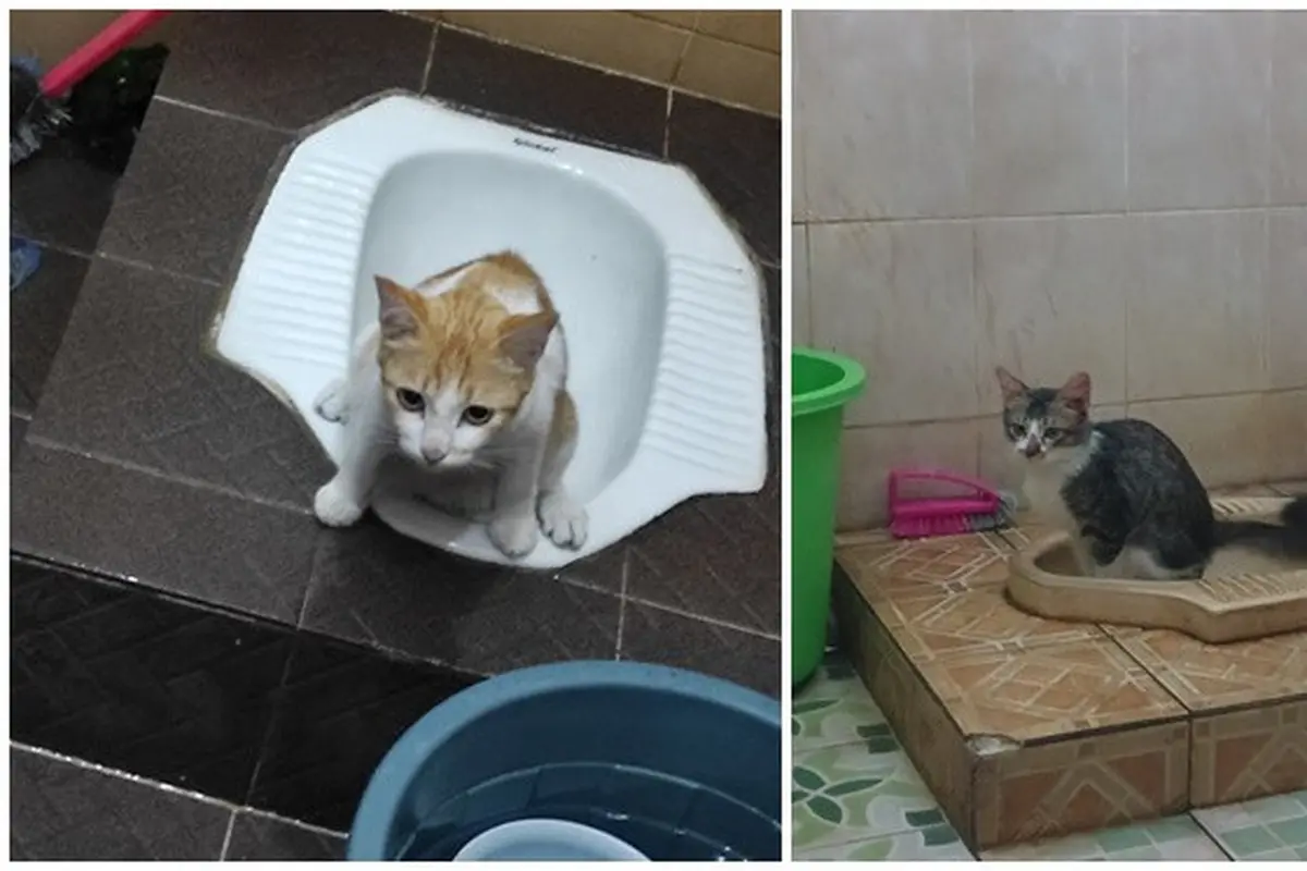 6 Potret Kucing Buang Air di Kloset Ini Ekspresinya Kocak, Diajarkan Jadi Mandiri
