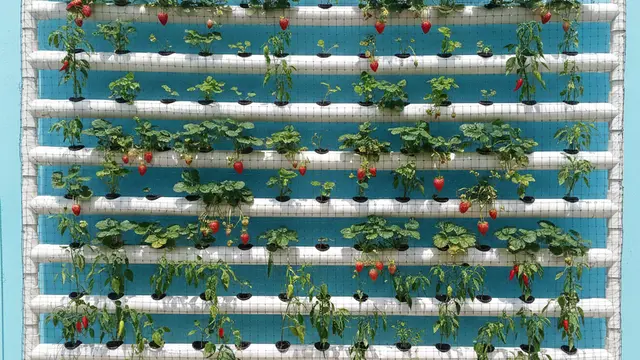 Desain rumah kecil tanpa halaman tapi punya kebun di dinding. Gemini