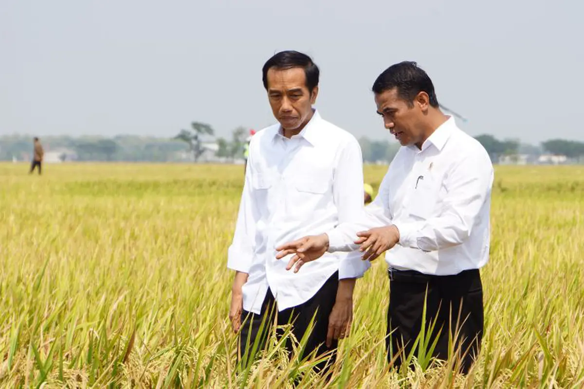 Menteri Pertanian (Mentan) Andi Amran Sulaiman mendampingi Presiden RI Joko Widodo (Jokowi) melakukan panen raya padi di Desa Sonorejo, Kecamatan Sukoharjo, Kabupaten Sukoharjo, Jawa Tengah.