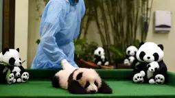 Pegawai kebun binatang membawa anak panda berusia tiga bulan di Nasional Zoo, Kuala Lumpur, Malaysia, Selasa (17/11). Panda tersebut terlahir dari pasangan panda Liang Liang dan Xing Xing. (AFP PHOTO/Manan Vatsyayana)