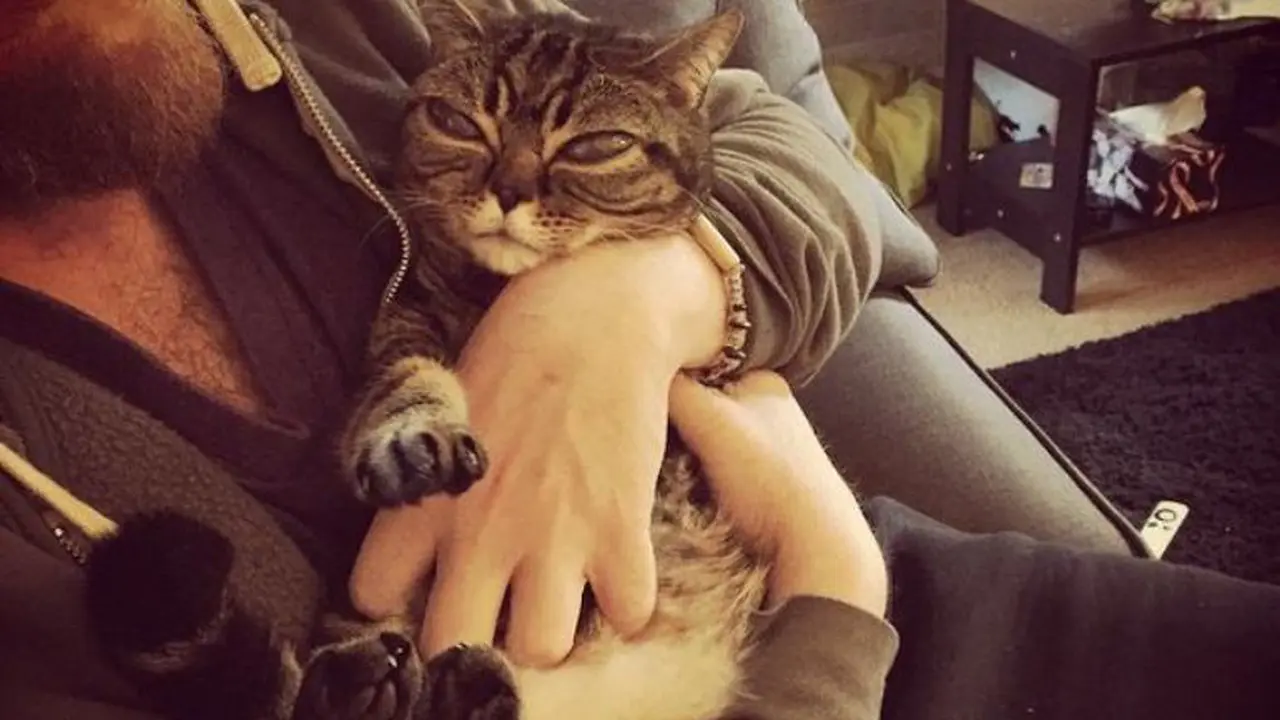 Kucing Bermata Alien Ini Sedang Jadi Perbincangan di Dunia Maya