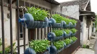 8 Ide Galon Bekas Jadi Pot Kangkung Gantung di Pagar Rumah, Solusi Kebun Mini Hemat Tempat