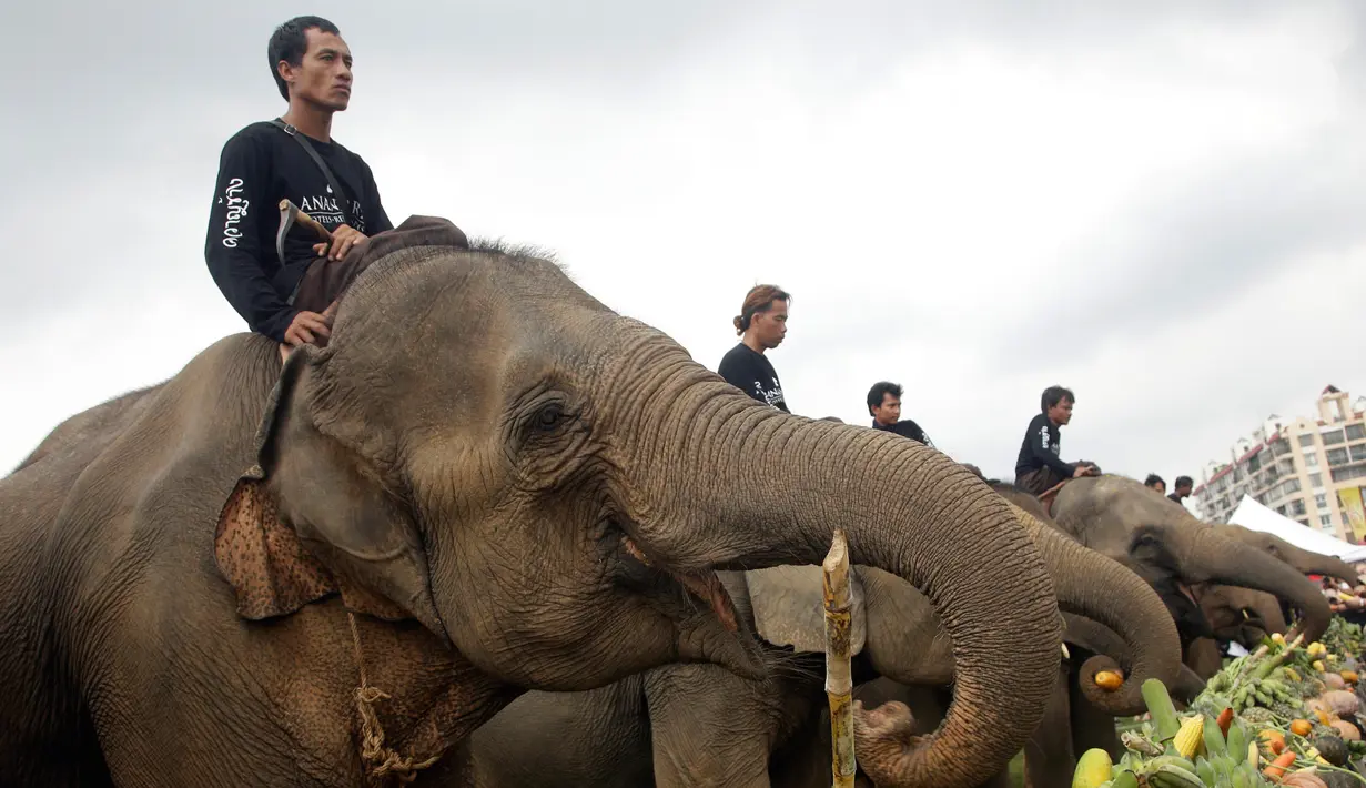 Pawang menuntun gajahnya untuk makan sebelum pertandingan Polo Gajah dalam Turnamen Piala Raja Gajah di sebuah resor tepi sungai di Bangkok, Thailand, (9/3). Acara amal ini memperebutkan Piala Raja Gajah yang digelar tiap tahun. (AP Photo / Sakchai Lalit)