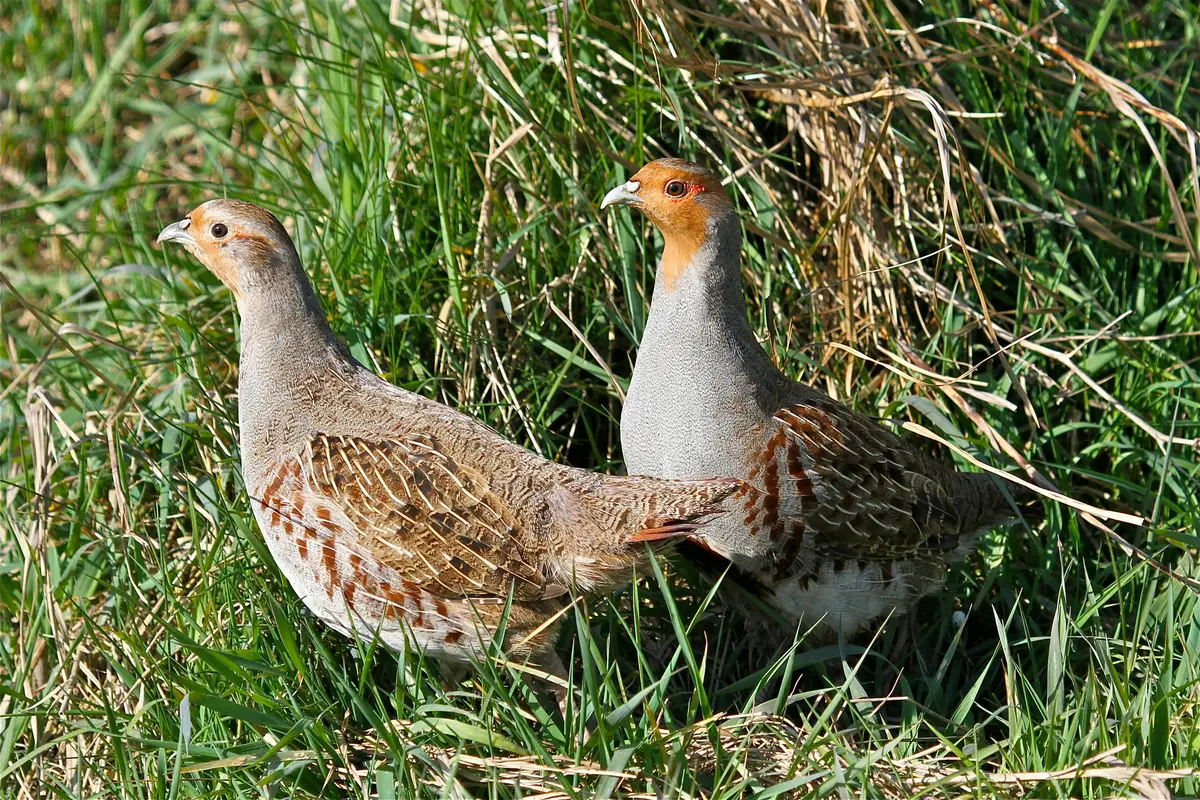 Burung Puyuh