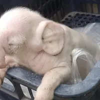 Bayi babi dengan belalai. (Facebook)