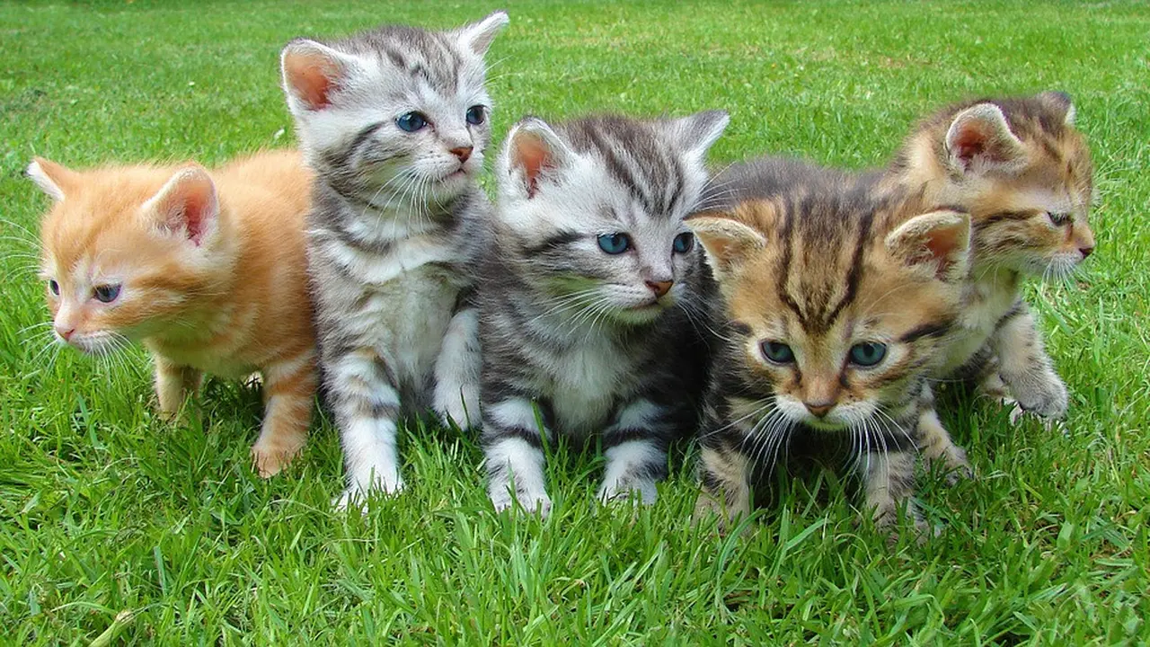 Biasanya para pecinta kucing ini paham dengan sifat binatang manja yang satu ini.