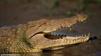[VIDEO] Awas, Buaya Melompat ke Arah Kapal Turis di Australia