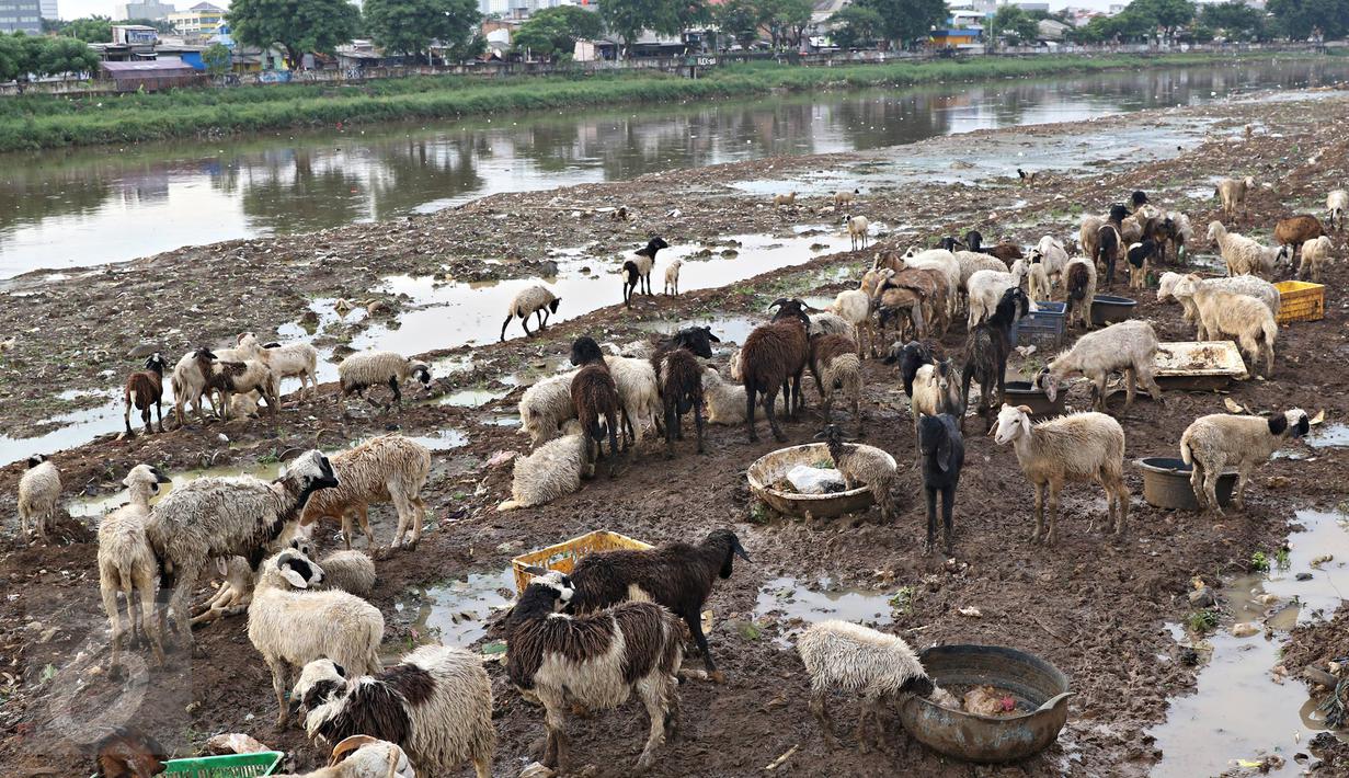 Puluhan kambing mencari makan di jalur inspeksi Kanal Banjir Barat, Jakarta, Rabu (17/2). Hal ini terjadi karena  terbatasnya ruang terbuka hijau di ibu Kota. (Liputan6.com/Immanuel Antonius)