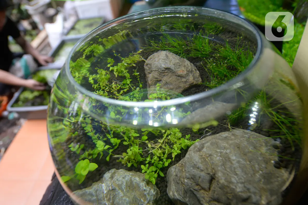 aquascape mini
