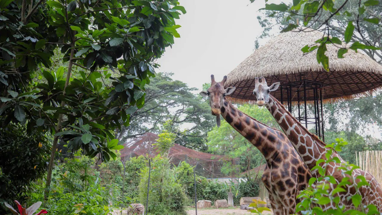 Satwa di Bandung Zoological Garden atau Kebun Binatang Bandung.