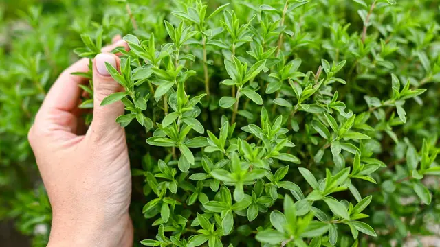 Thyme