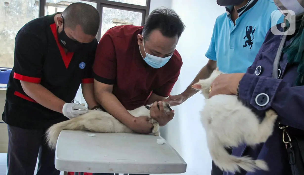 Petugas menyuntikkan vaksin antirabies kepada seekor kucing di Pusat Kesehatan Hewan (Puskeswan) Kota Tangerang, Banten, Rabu (3/3/2021). Sebanyak 500 hewan mendapat vaksin antirabies yang diberikan oleh Pemerintah Kota Tangerang melalui Dinas Ketahanan Pangan. (Liputan6.com/Angga Yuniar)