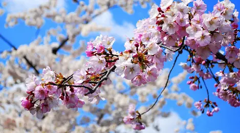 Fakta Tentang Bunga Sakura Ternyata Tidak Hanya Ada Di Jepang Lifestyle Fimela Com