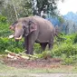 Gajah jinak yang didatangkan BBKSDA Riau untuk menangani gajah liar yang masuk kebun dan pemukiman masyarakat. (Liputan6.com/Dok BBKSDA Riau/M Syukur)