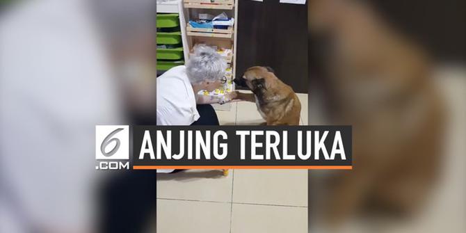 VIDEO: Mengharukan, Anjing Memohon Kakinya yang Luka Diobati