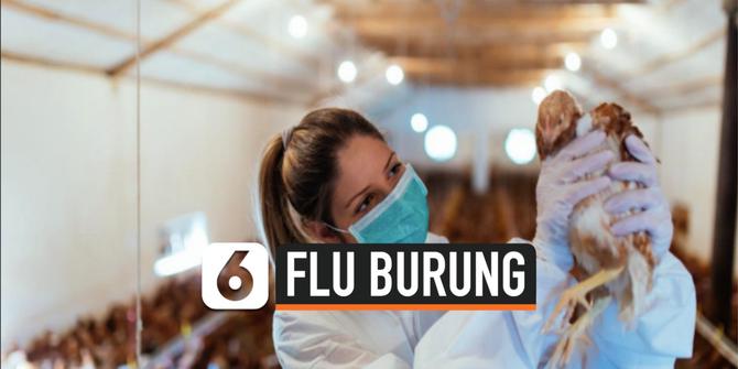 VIDEO: Kasus Flu Burung H1N03 Pertama Pada Manusia Ditemukan di China