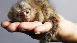Pigmi  Mermoset memiliki ukuran yang hanya sebesar telapak tangan, dan menjadi primata terkecil di dunia. (cx.aos.ask.com)