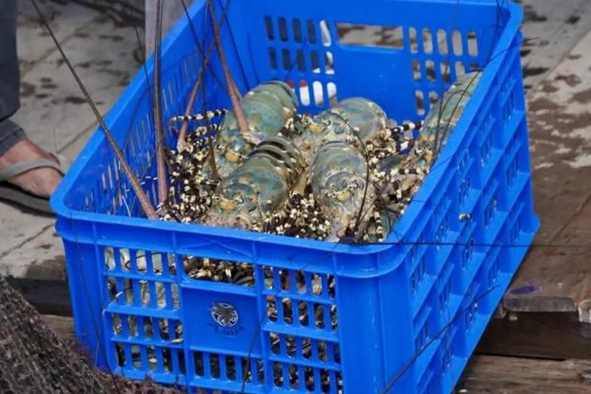 Pemerintah Indonesia melalui Kementerian Kelautan dan Perikanan (KKP) memperkuat kerja sama perikanan dengan Vietnam. Kerja sama ini dinilai membawa prospek cerah pada pengembangan budidaya lobster.