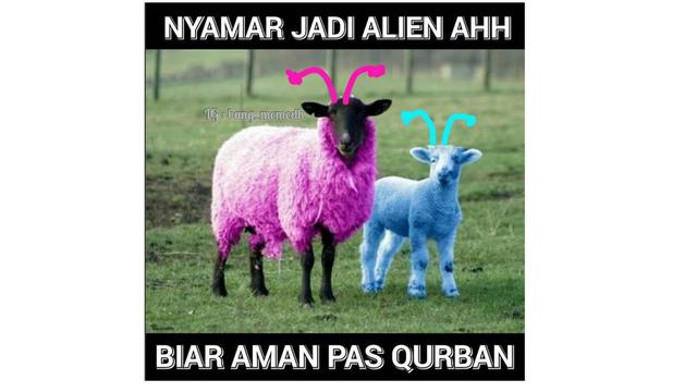 6 Potret Kambing Menyamar Jelang Dikurban Ini Bikin Ngakak