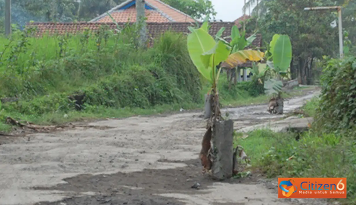 Citizen6, Tasikmalaya: Jalan Raya Cipanas Galunggung, Desa Linggajati, Kecamatan Sukaratu,  Tasikmalaya yang rusak akibat belum medapat penanganan dari Pemda setempat ditanami pisang sebagai bentuk protes warga. (Pengirim: Dian Rizki)
