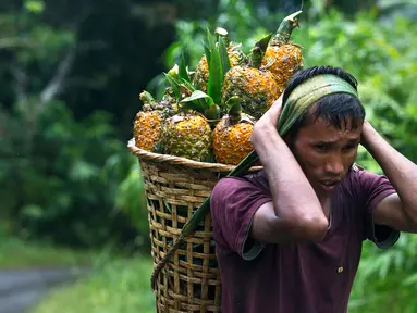 Seorang pria suku Khasi membawa nanas di keranjang bambu dan berjalan di tengah hujan di jalan raya sepanjang perbatasan negara Assam-Meghalaya di India (11/9). (AP Photo/Anupam Nath)