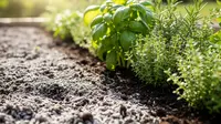 12 Bahan Tanah Ini Bantu Tanaman Herbal Tumbuh Subur, Ampas Kopi hingga Abu Kayu